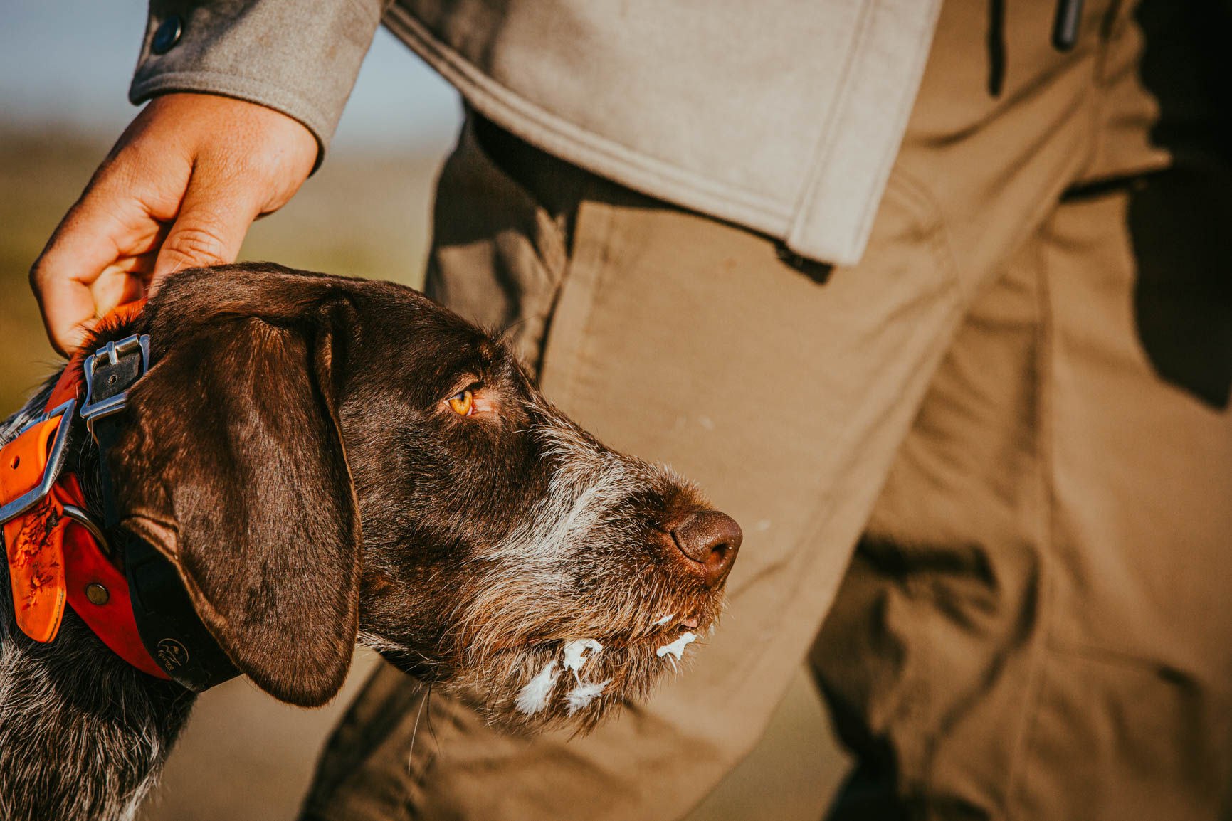 Dog ready to find sheds standing beside a handler outdoors
