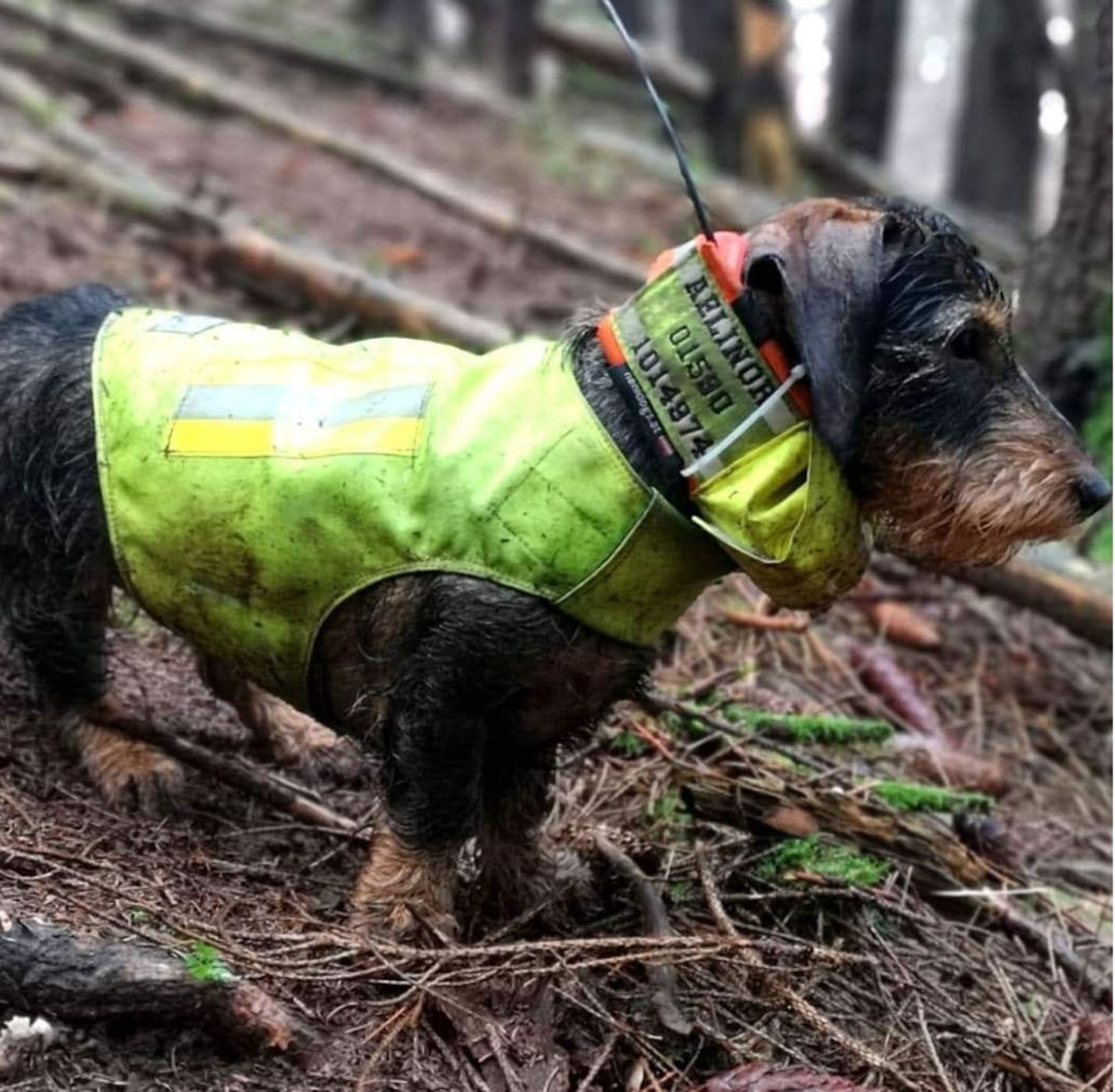 Wirehaired dachshund wearing a high-visibility tracking vest in the woods