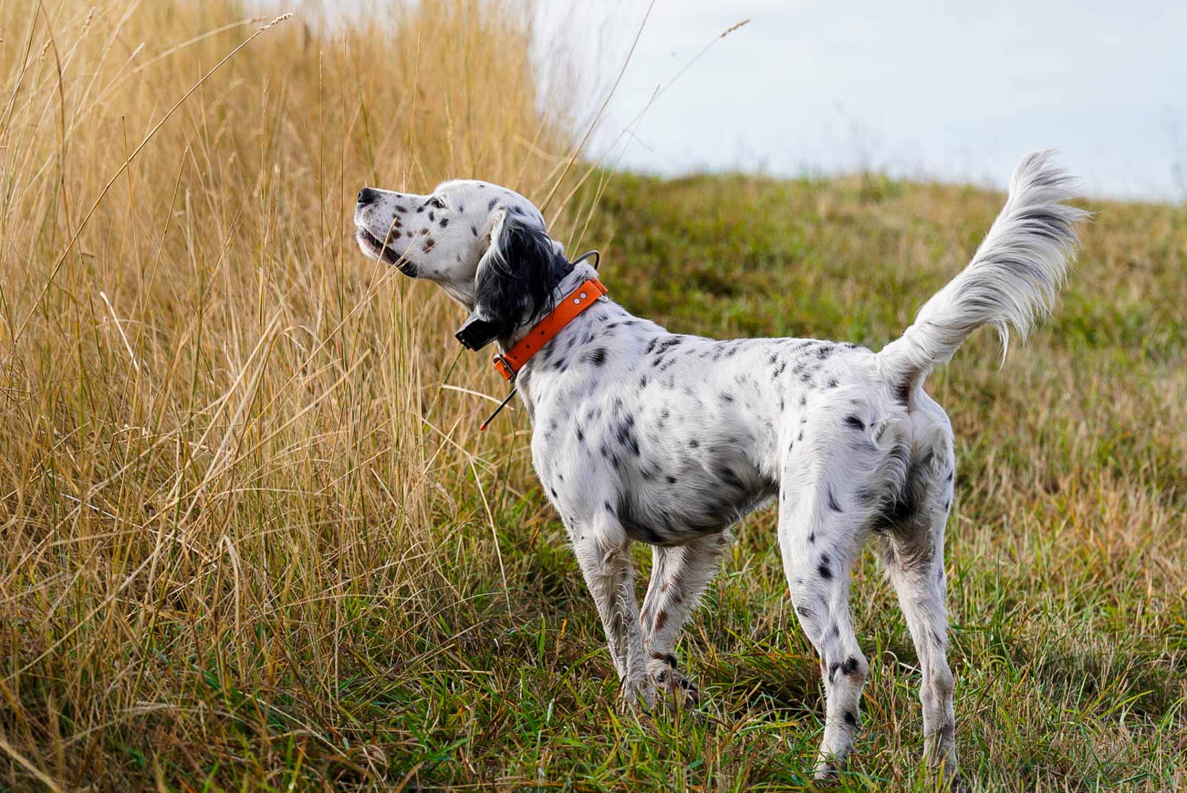 English Setter, Fame, standing in tall field cover