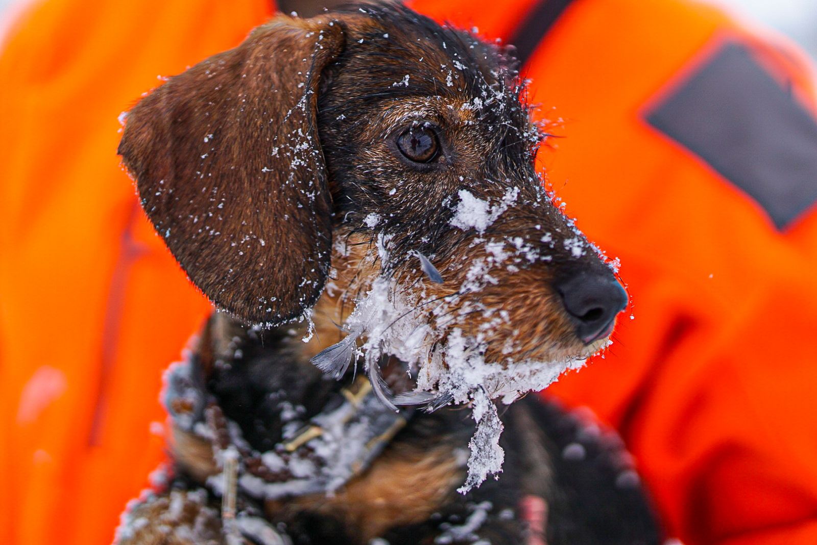 Wirehaired dachshund with snow on its muzzle during winter field work