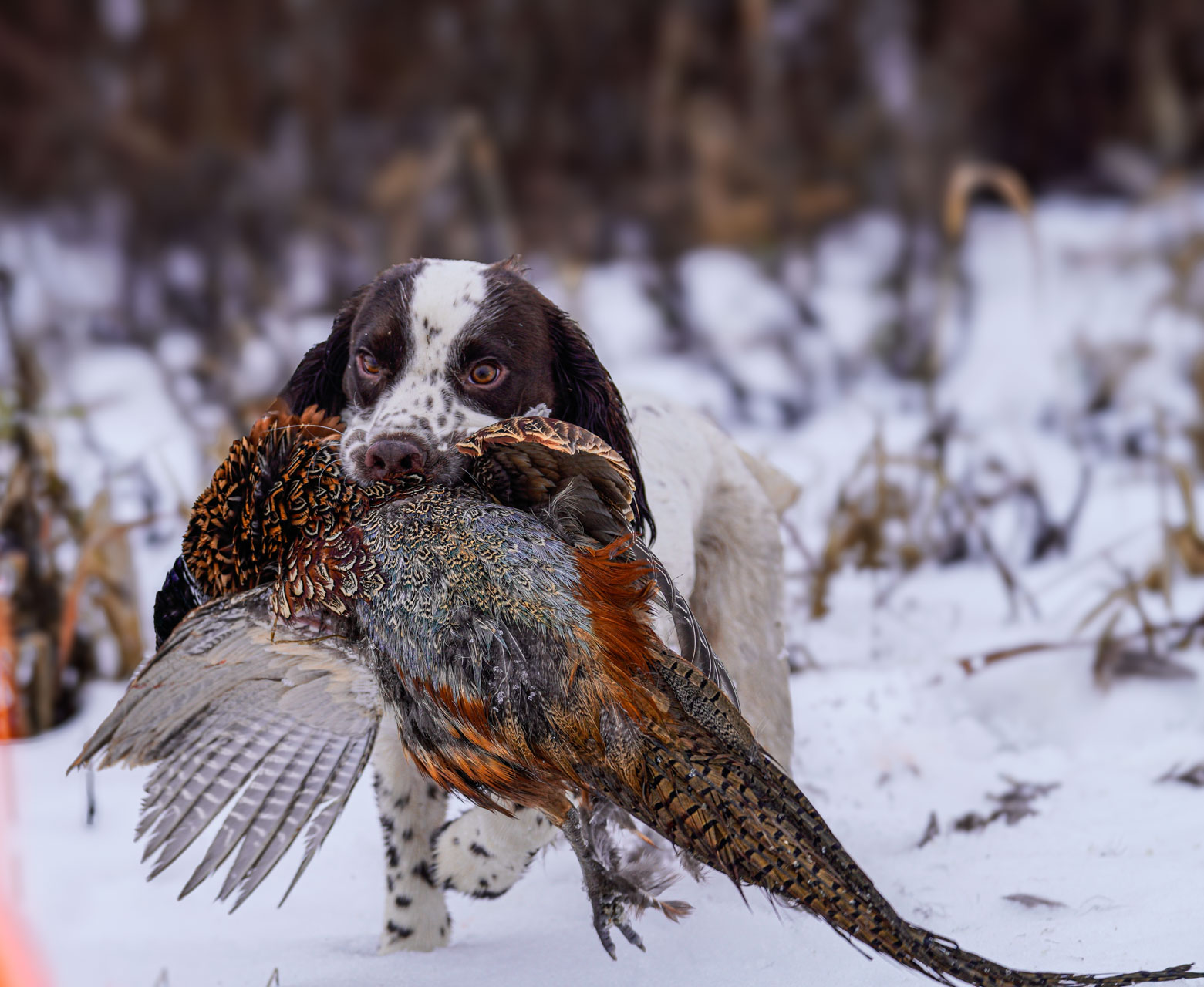 Hunting dog entering the water during field training with a handler