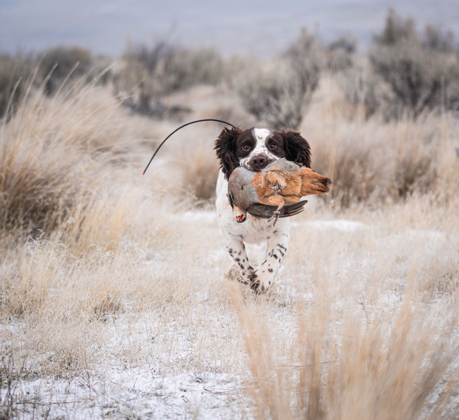 Hunting dog carrying a game bird through tall field cover