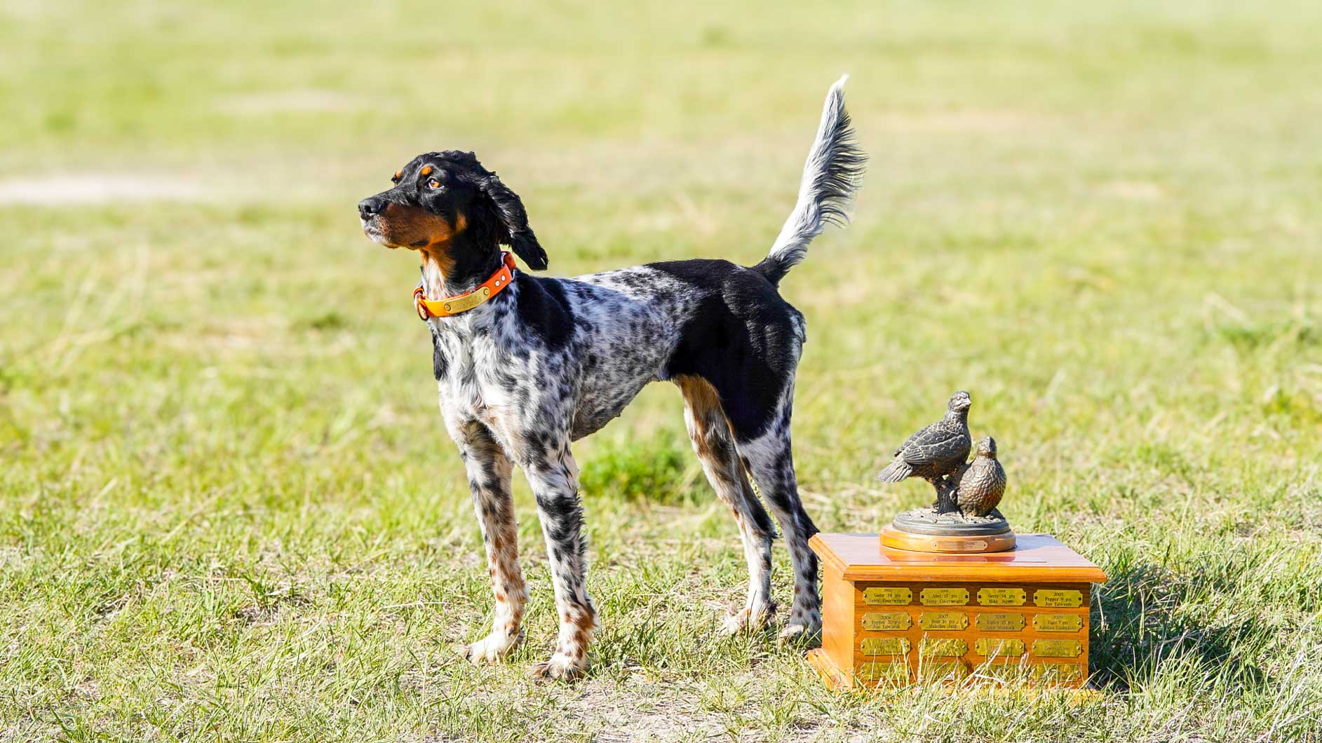 Competition hunting dog posed beside a field trial trophy