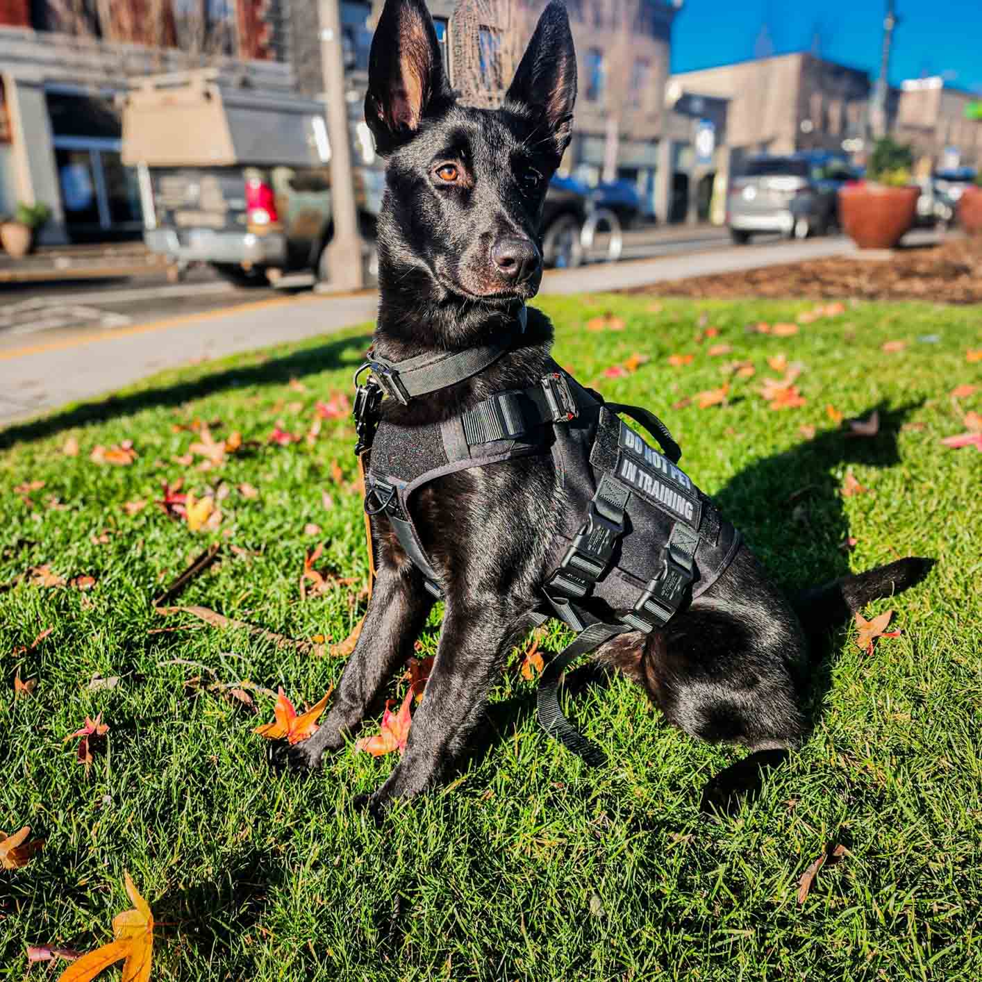 Working dog wearing a training harness outdoors