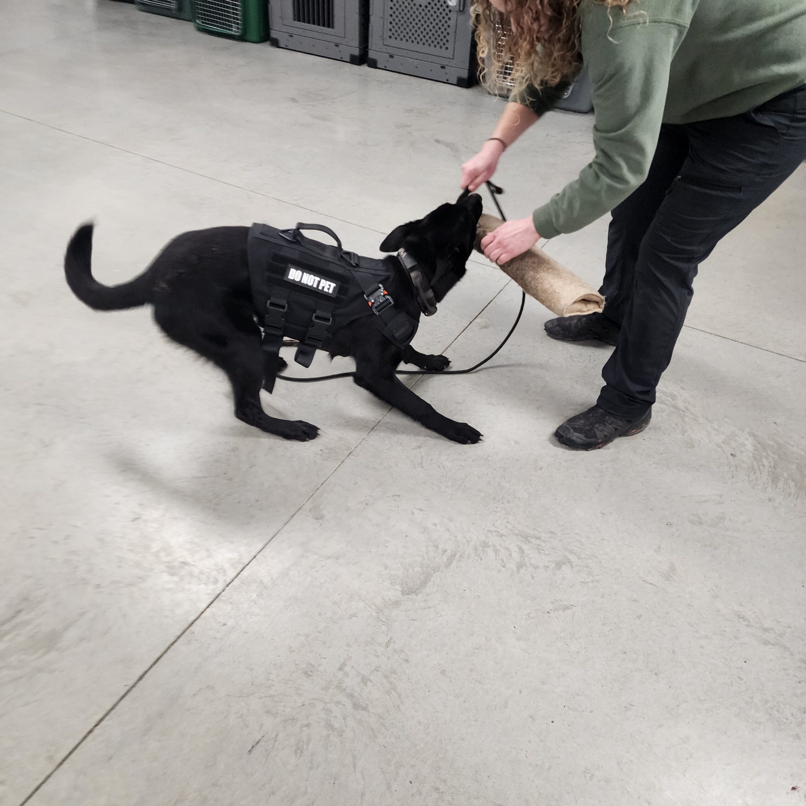 Handler working with a protection dog during indoor training