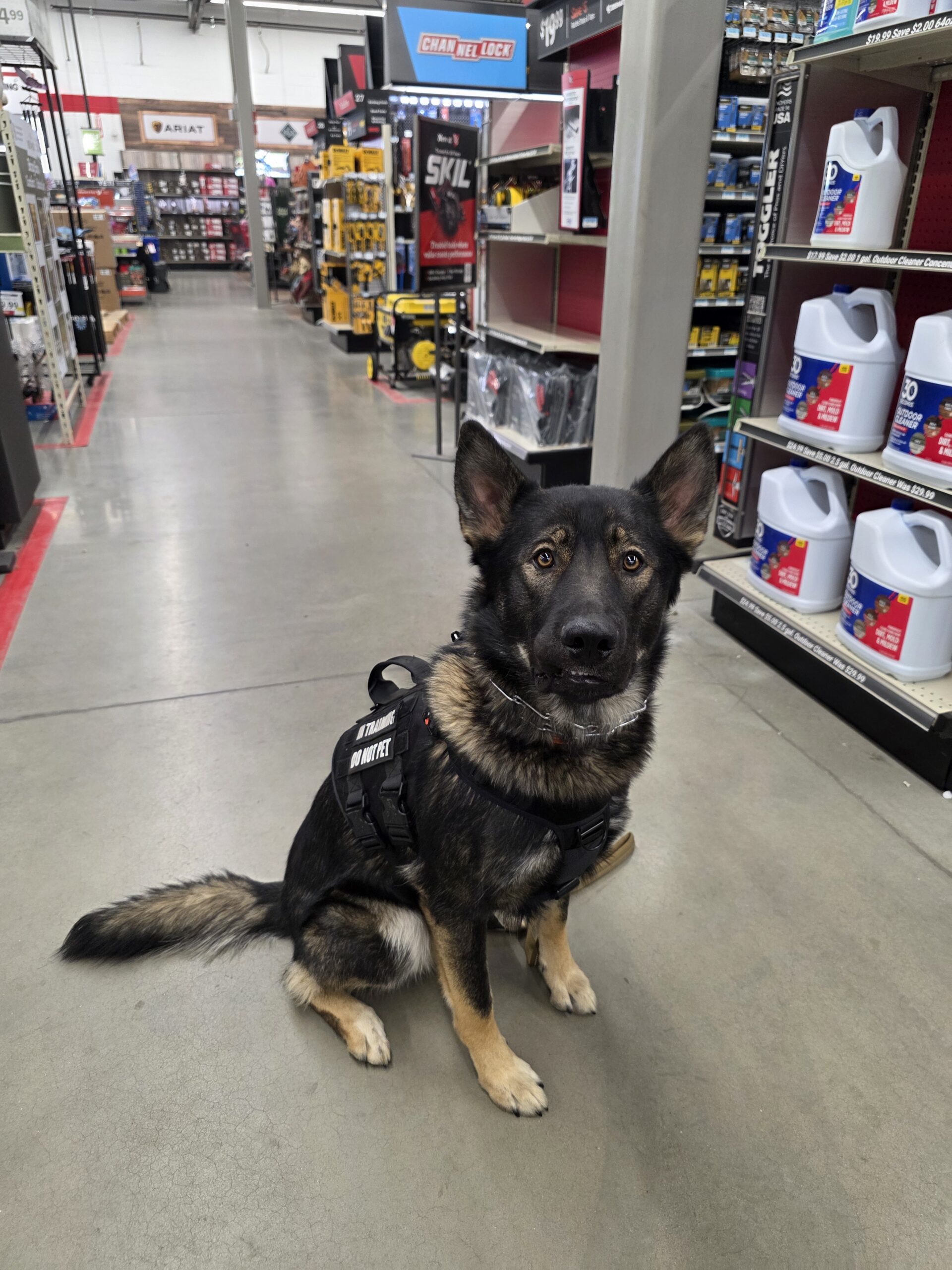 Working dog wearing a do not pet in training harness in public
